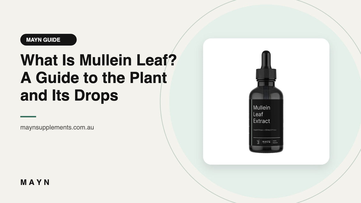 What Is Mullein Leaf? A Guide to the Plant and Its Drops
